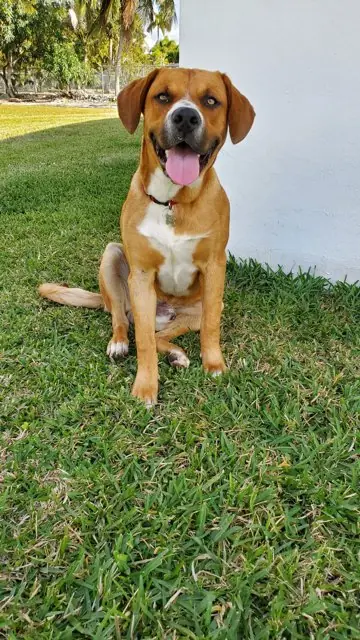 A real photo of Appa, a tan dog, sitting on grass